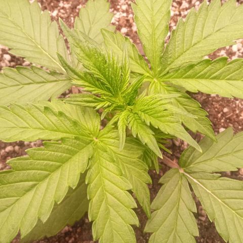 BlackberryKush growlog timeline photo