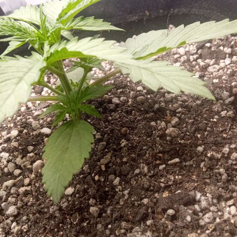 BlackberryKush growlog timeline photo
