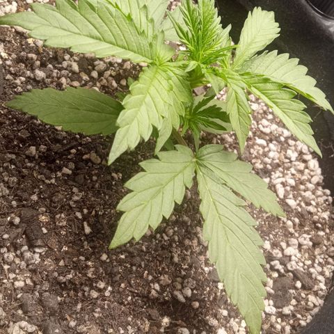 BlackberryKush growlog timeline photo