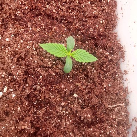 Zombie Kush growlog timeline photo
