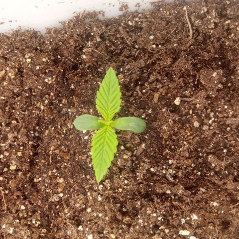 Zombie Kush growlog timeline photo