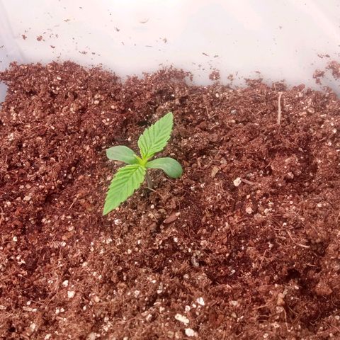 Zombie Kush growlog timeline photo