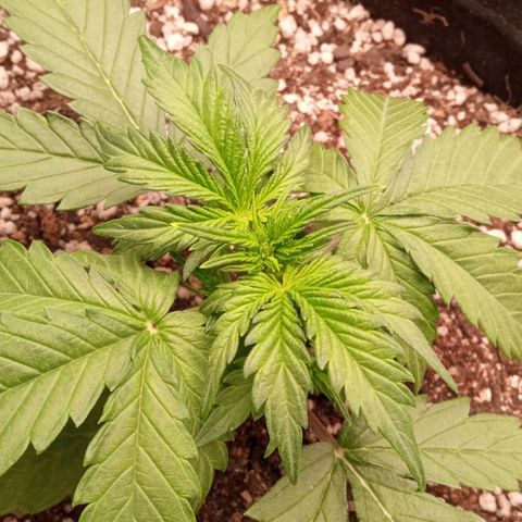 BlackberryKush growlog timeline photo
