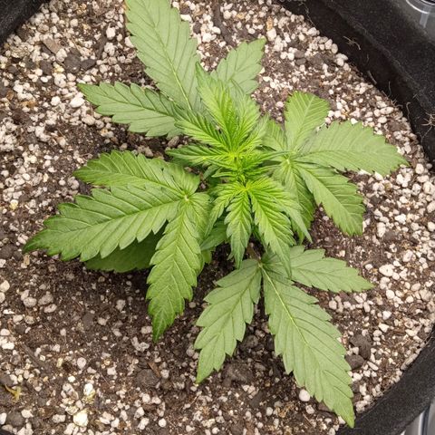 BlackberryKush growlog timeline photo