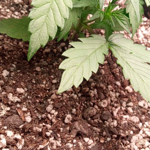 BlackberryKush growlog timeline photo