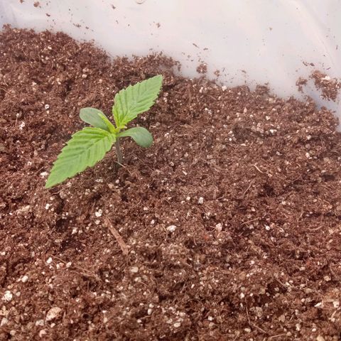 Zombie Kush growlog timeline photo