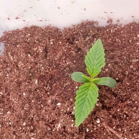 Zombie Kush growlog timeline photo