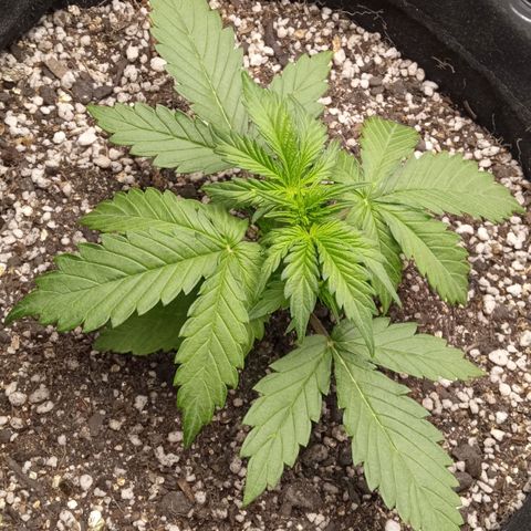 BlackberryKush growlog timeline photo
