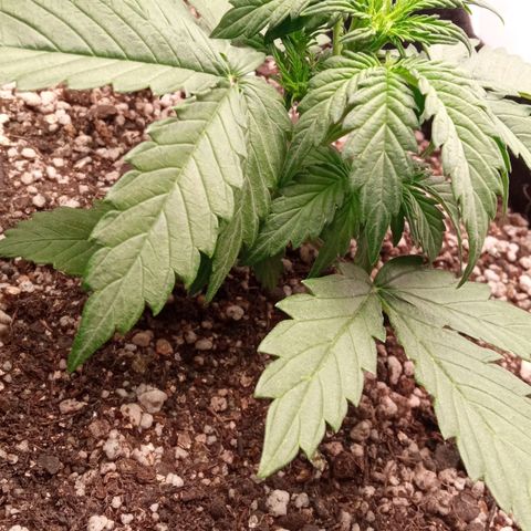 BlackberryKush growlog timeline photo