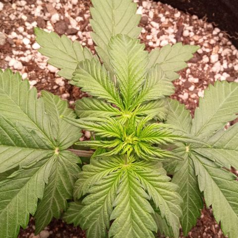 BlackberryKush growlog timeline photo
