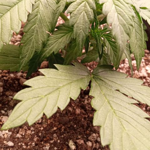 BlackberryKush growlog timeline photo