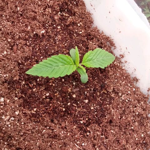 Zombie Kush growlog timeline photo