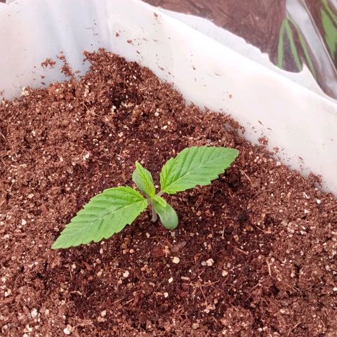 Zombie Kush growlog timeline photo