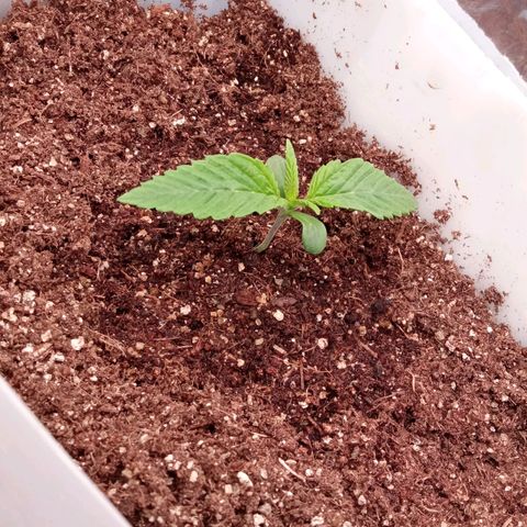 Zombie Kush growlog timeline photo