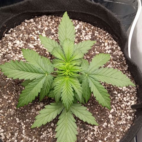BlackberryKush growlog timeline photo