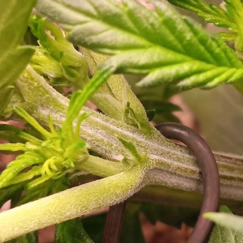 BlackberryKush growlog timeline photo