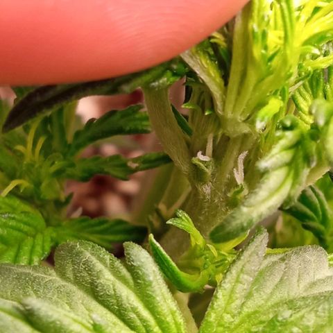 BlackberryKush growlog timeline photo