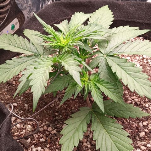 BlackberryKush growlog timeline photo
