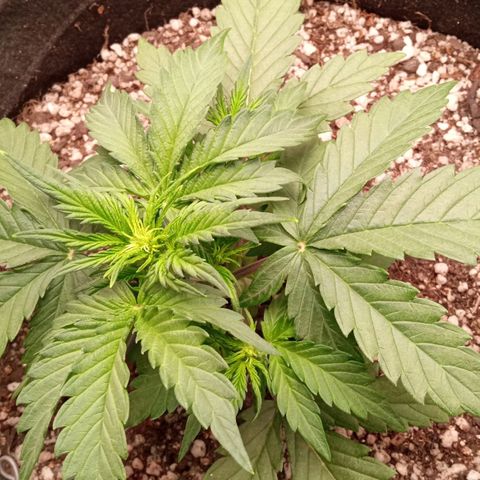 BlackberryKush growlog timeline photo
