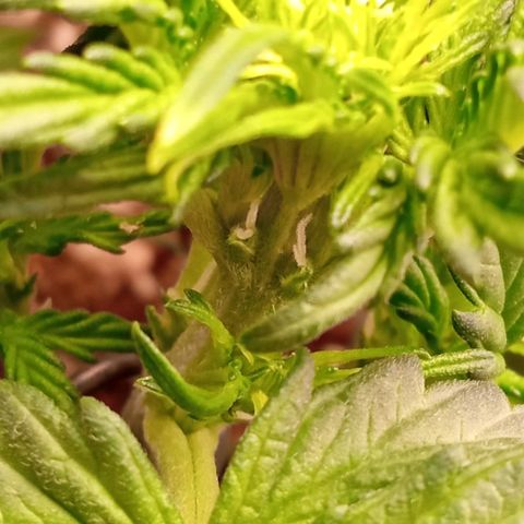 BlackberryKush growlog timeline photo