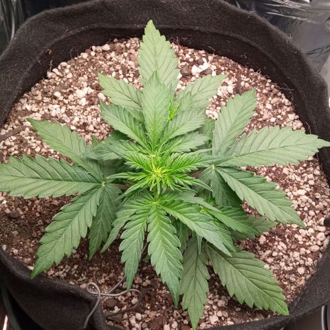BlackberryKush growlog timeline photo