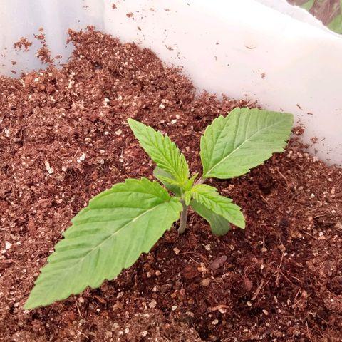 Zombie Kush growlog timeline photo