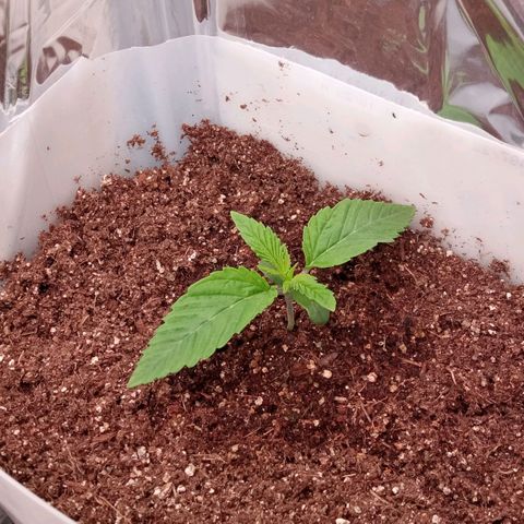 Zombie Kush growlog timeline photo
