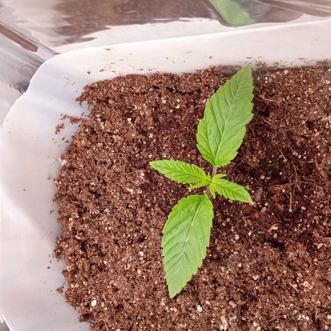 Zombie Kush growlog timeline photo