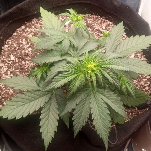 BlackberryKush growlog timeline photo