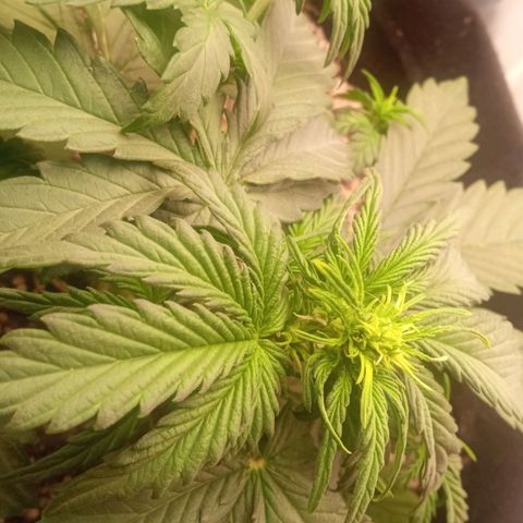 BlackberryKush growlog timeline photo