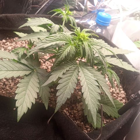 BlackberryKush growlog timeline photo
