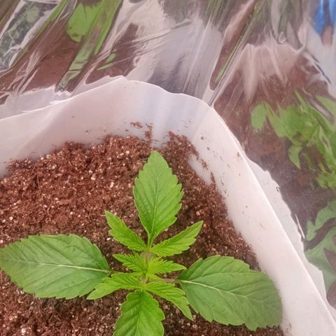 Zombie Kush growlog timeline photo