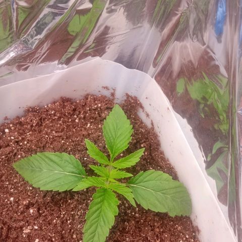 Zombie Kush growlog timeline photo