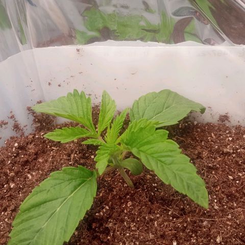 Zombie Kush growlog timeline photo