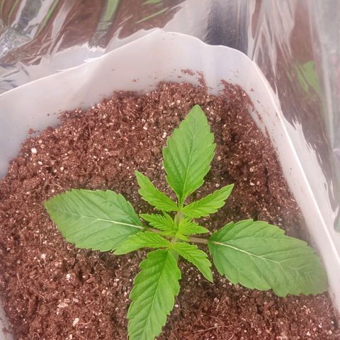 Zombie Kush growlog timeline photo