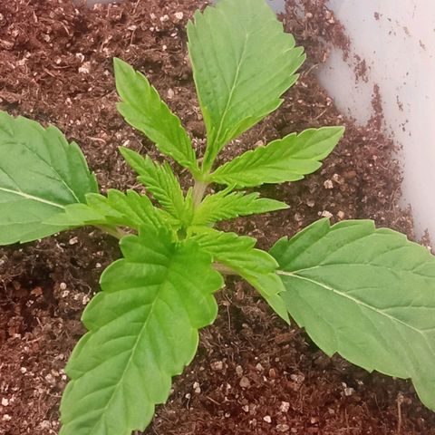 Zombie Kush growlog timeline photo
