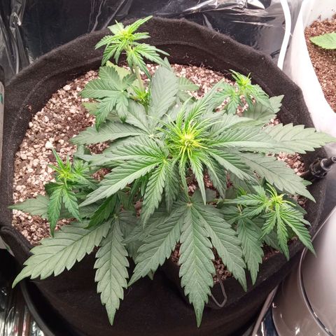 BlackberryKush growlog timeline photo