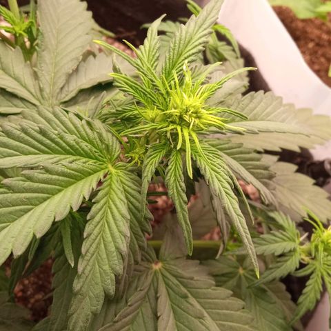 BlackberryKush growlog timeline photo