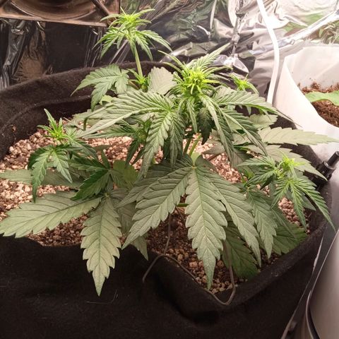 BlackberryKush growlog timeline photo