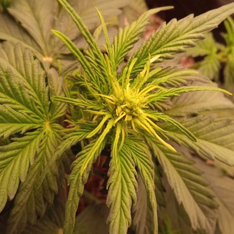 BlackberryKush growlog timeline photo