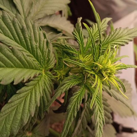 BlackberryKush growlog timeline photo