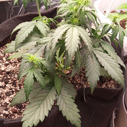 BlackberryKush growlog timeline photo