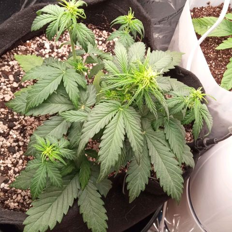 BlackberryKush growlog timeline photo