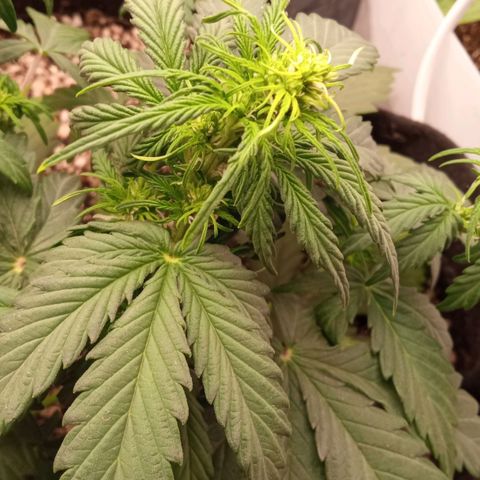 BlackberryKush growlog timeline photo
