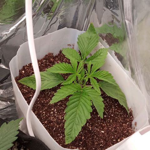 Zombie Kush growlog timeline photo