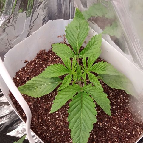 Zombie Kush growlog timeline photo