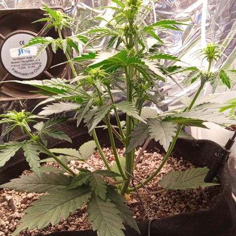 BlackberryKush growlog timeline photo
