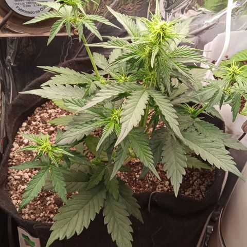 BlackberryKush growlog timeline photo