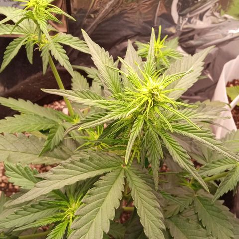BlackberryKush growlog timeline photo