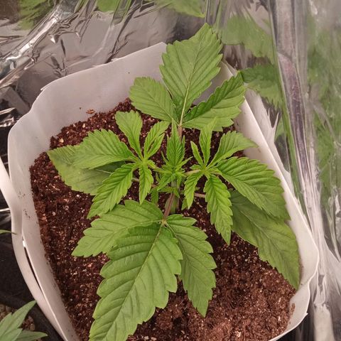 Zombie Kush growlog timeline photo